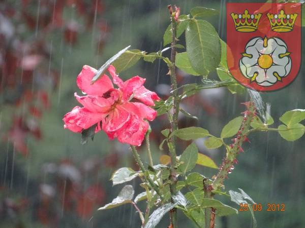 Zdjęcie: Rzęsisty deszcz zalewał pięknie rosnące wokół Klasztoru kwiaty.